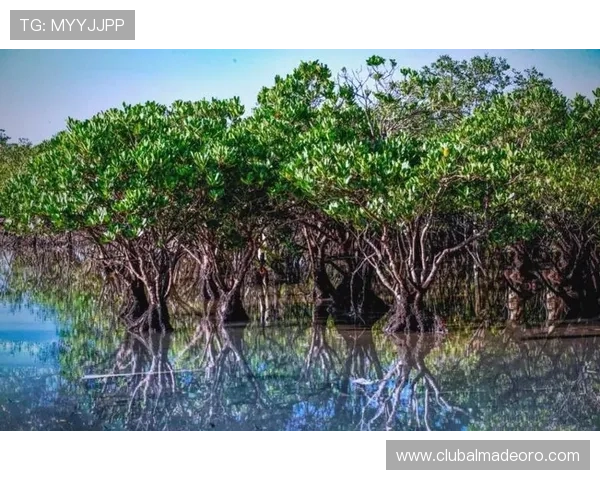 红树林娱乐：探索自然与娱乐的完美结合，带你体验生态旅游新方式